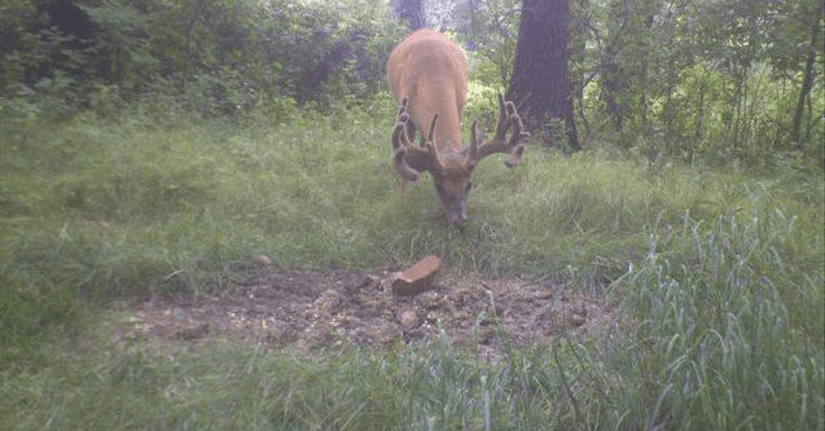 Featured Image for Starting Deer Mineral Sites
